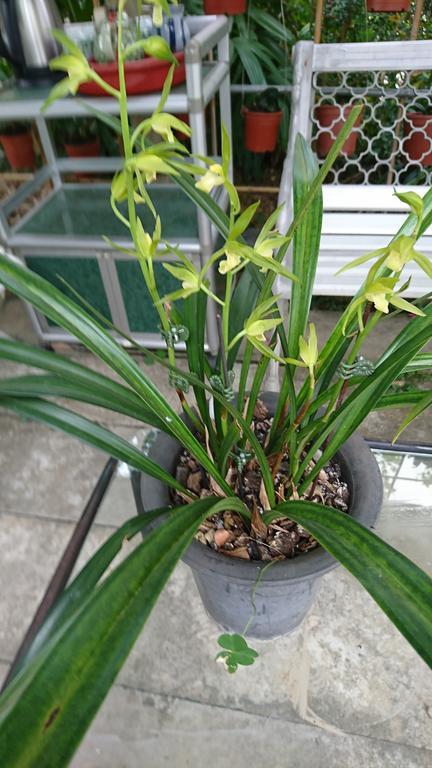 Garden Hostel Minxiong Dış mekan fotoğraf