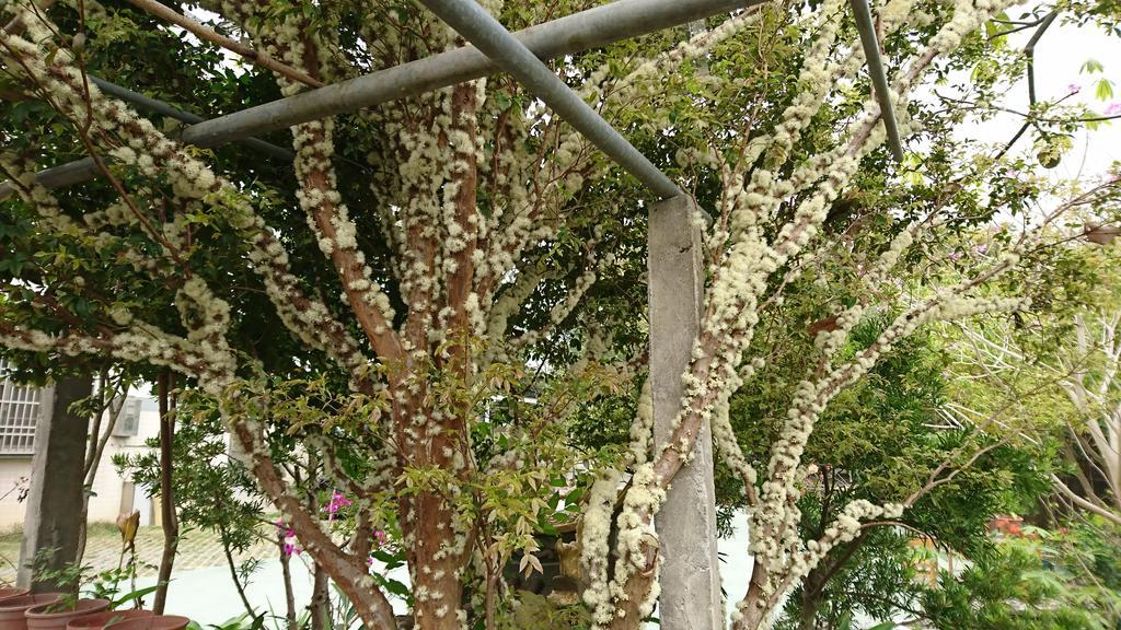 Garden Hostel Minxiong Dış mekan fotoğraf