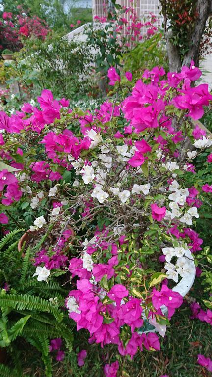 Garden Hostel Minxiong Dış mekan fotoğraf