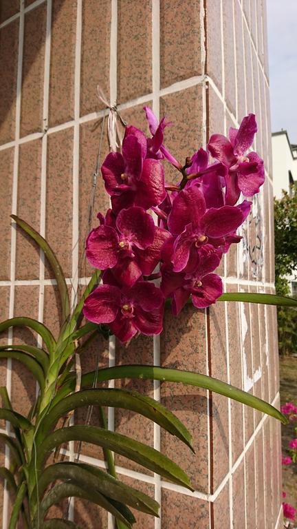 Garden Hostel Minxiong Dış mekan fotoğraf